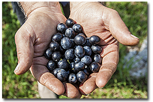 Le nostre olive appena raccolte...